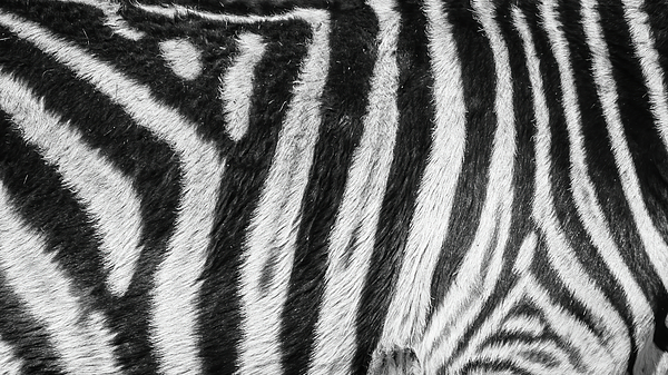 Zebra Art