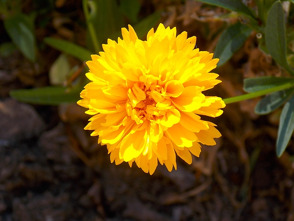 Troy Wilson-Ripsom - Dazzling Yellow Flower