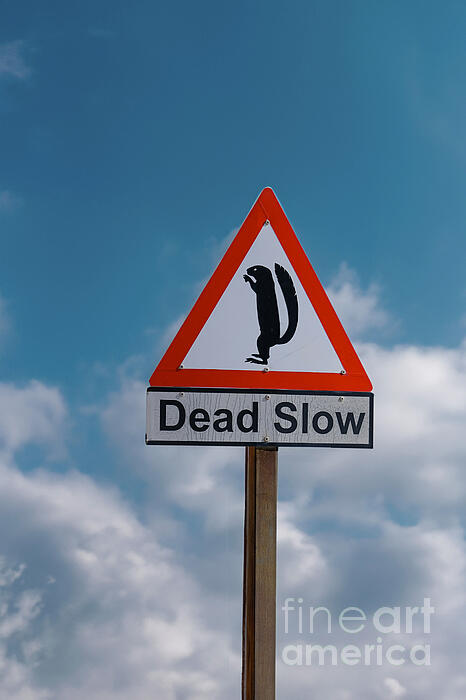 Patricia Hofmeester - Dead slow sign caution to squirrels