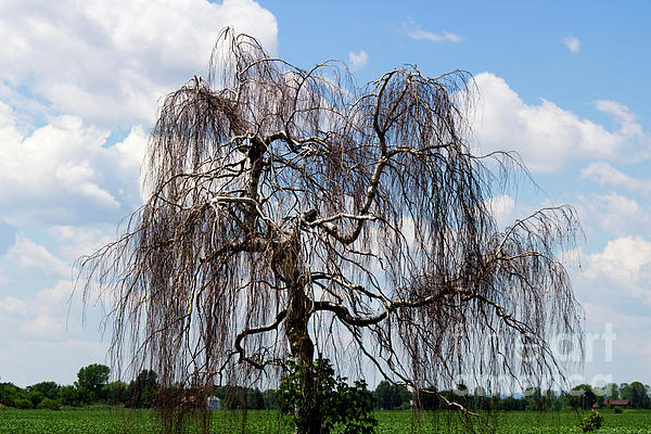 https://images.fineartamerica.com/images/artworkimages/medium/3/dead-weeping-willow-contrasting-with-the-blue-sky-and-white-clouds-celine-bisson.jpg