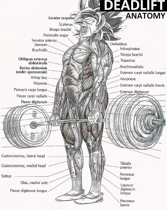 Gym discount muscle chart