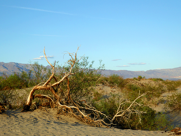 Gordon Beck - Death Valley Scrub 