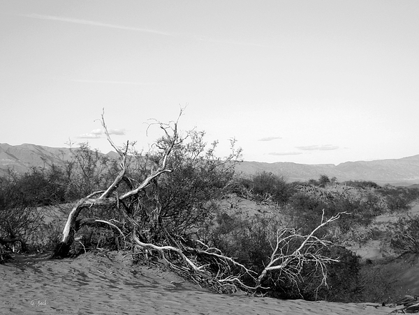 Gordon Beck - Death Valley Scrub, Monochrome 