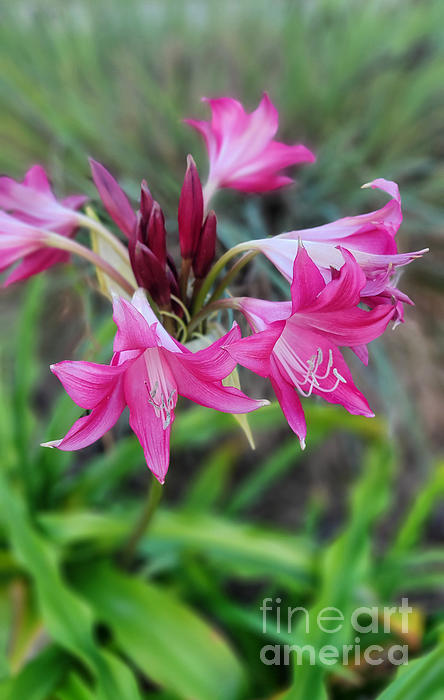 Lorraine Caporaso Photography - Deep Pink Crinum Lilies