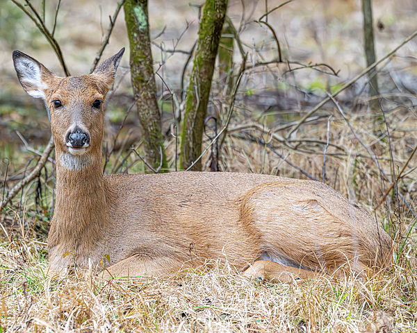 Deer Photographs