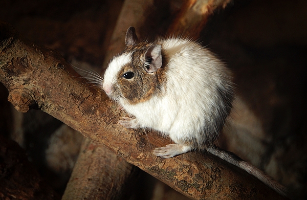 https://images.fineartamerica.com/images/artworkimages/medium/3/degu-rodent-chile-pet-m4-les-classics.jpg