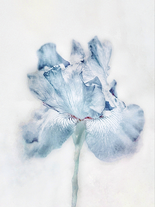 Antonia Surich - Delicate Blue Iris 
