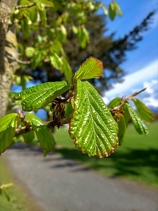 Laura Vanatka - Delicate spring leaves 