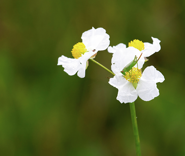 Rebecca Herranen - Delicate White Flower and Grasshopper