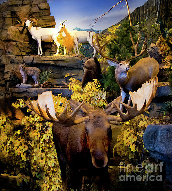 Al Bourassa - Depiction Of Saskatchewan Mammals