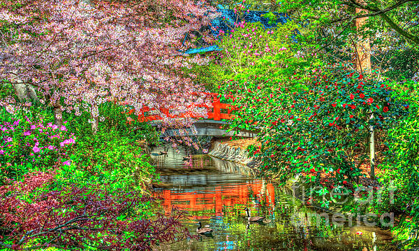 David Zanzinger - Descanso Gardens Cherry Blossoms stream