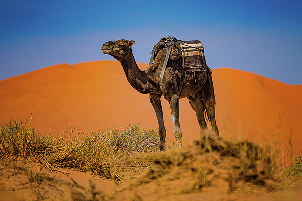 Chris Lord - Desert Camel