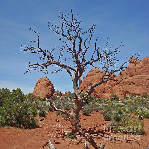 Maili Page - Desert Dead Wood Art in Arches National Park