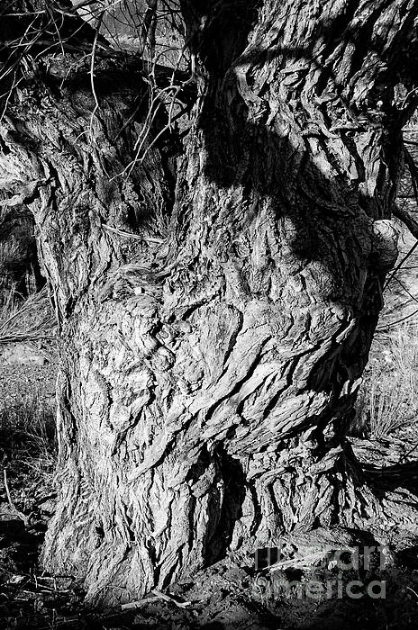 Bob Phillips - Desert Gnarled Tree