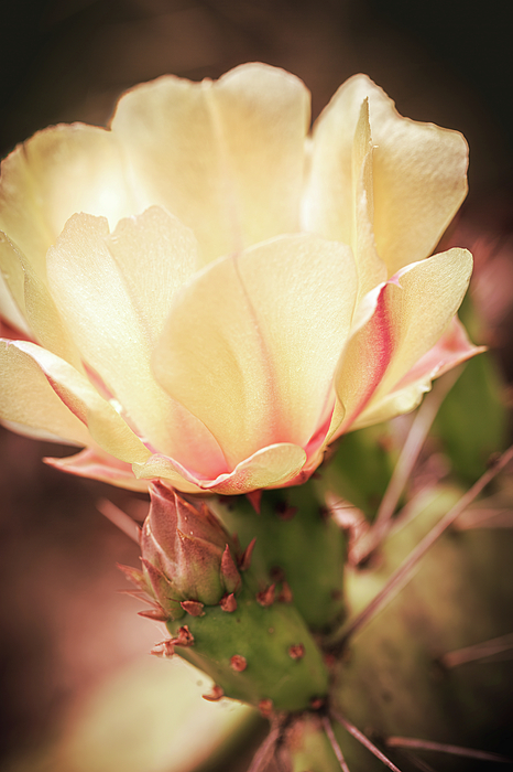 Nancy Carol Photography - Desert Rose