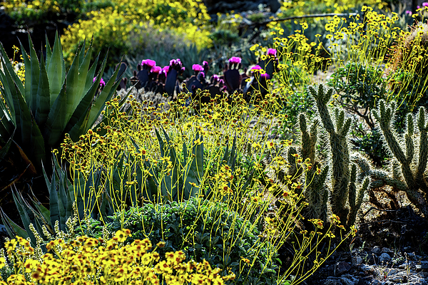 Desert Super Bloom Tapestry by Diane Moller Diane Moller