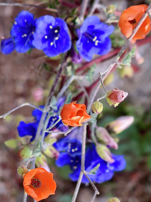 Bonnie See - Desert Wildflowers