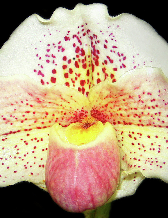 Susan Huckins - Detailed Orchid