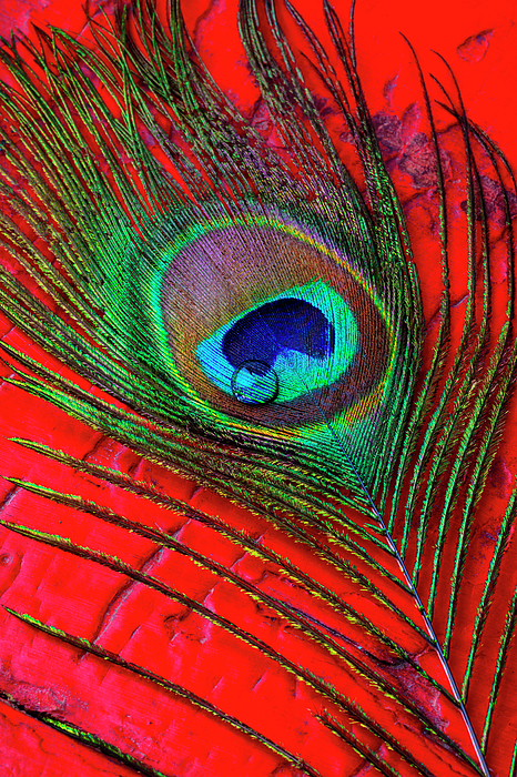 Amazing Peacock Feathers Photograph by Garry Gay - Pixels