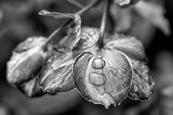 Tanya C Smith - Dewdrops On Helleborus Black And White
