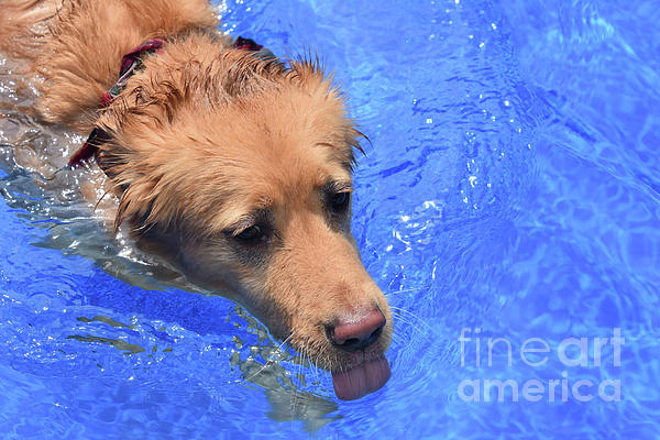 what happens if a dog drinks pool water