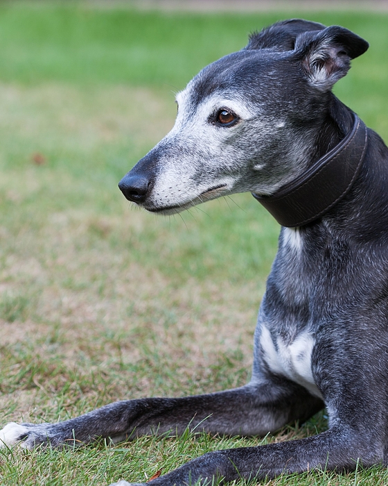 Whippet blanket discount