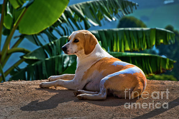 Al Bourassa - Dog Relaxing In Tropical Fenicia