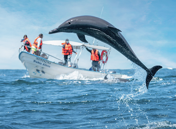 Judi Dressler - Dolphin jumping over boat