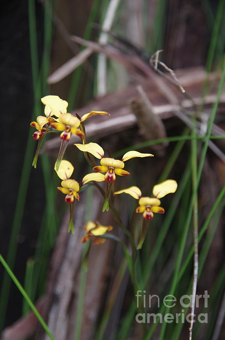 Lesley Evered - Donkey Orchids In The Serpentine National Park - WA