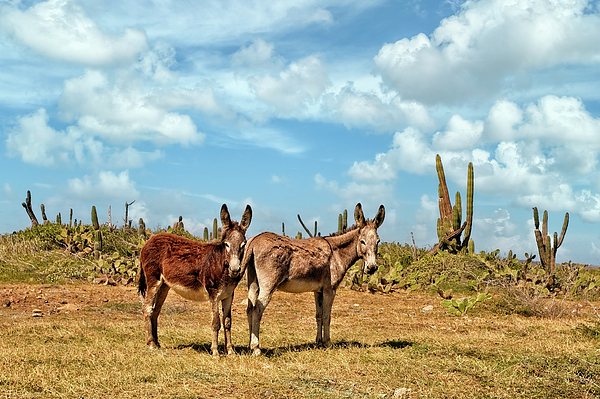 Marcia Colelli - Donkeys in Aruba 