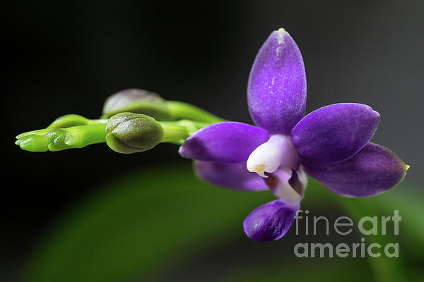 Eva Lechner - Doritaenopsis Purple Martin