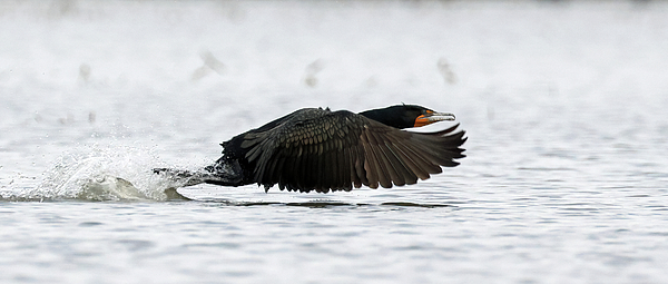 Steve Gass - Double Crested Cormorant 780, Indiana