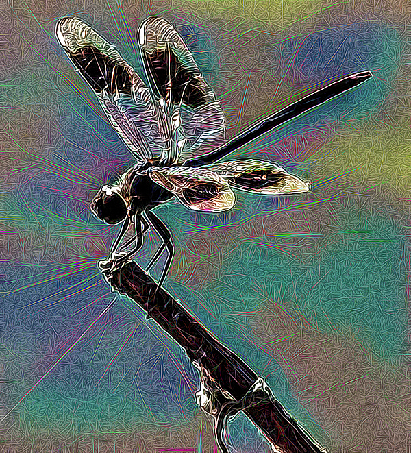 Dragonfly sweatshirt discount