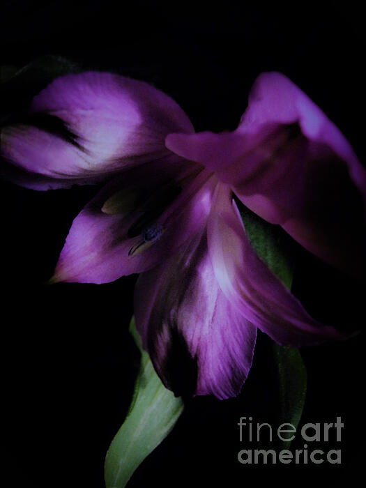Tara Shalton - Dramatic Purple Flower 