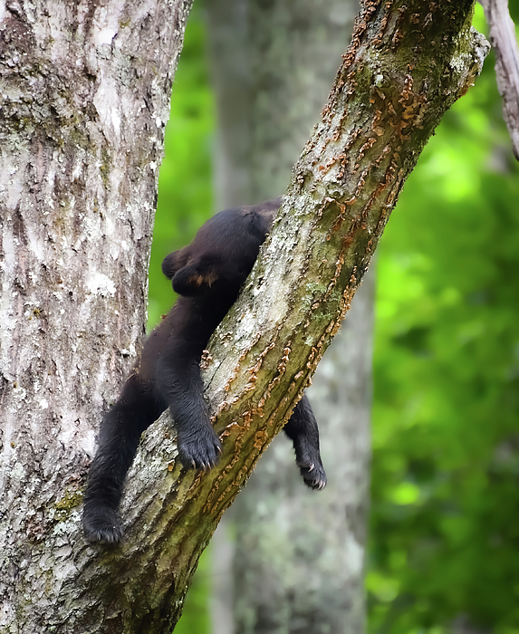 Bear Photographs