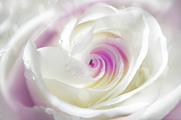 Dee Jobes Photography - Dream Rose Beauty