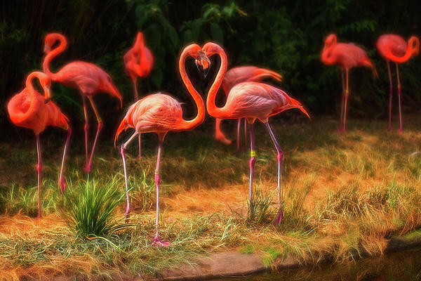 Steve Rich - Dreamy Love Flamingos