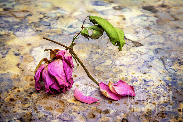 Dried rose Photograph by Bernard Jaubert - Fine Art America