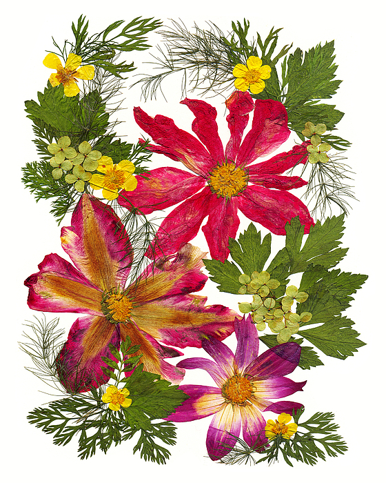 Womens Gift, Pressed Flower Art, Dried Flowers Art, Floral Print