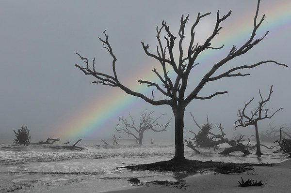 Greta Foose - Driftwood Beach Rainbow