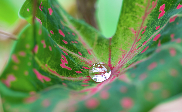 James Shaw - Droplet on Polka Dot leaf