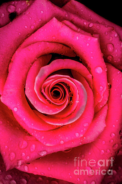 Robert Bales - Drops On Pink Rose