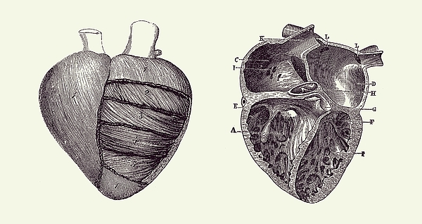 Simple Human Heart Diagram 2 Coffee Mug by Vintage Anatomy Prints - Fine  Art America