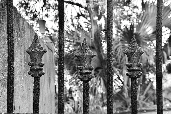 Lisa Wooten - DuBignon Cemetery Gate Jekyll Island Georgia Black And White