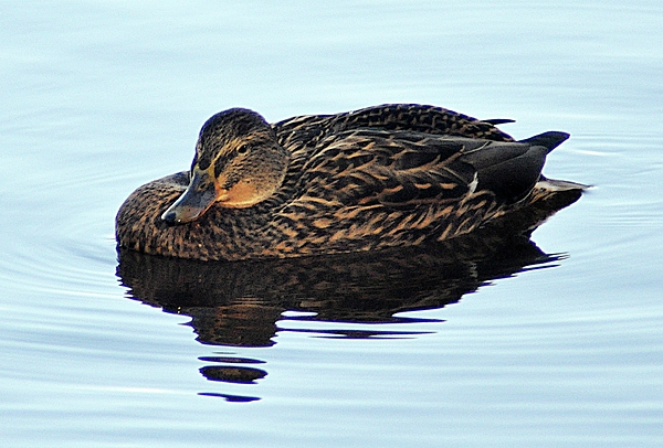 John Hughes - Duck On Calm Waters