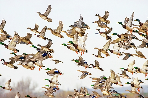 Lynn Hopwood - Ducks in Flight