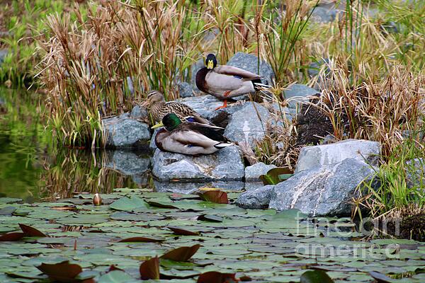 Carol Groenen - Ducks on the Rocks on Lily Pond