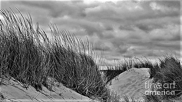 Rory Cubel - Dunes  Grasses and Clouds    Lake Michigan Shore       Indiana     Summer