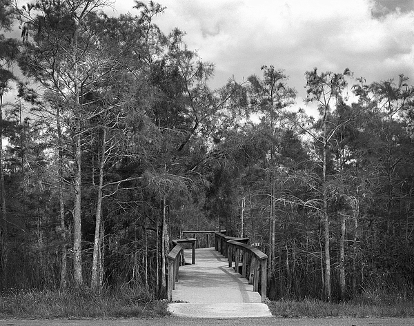 Rudy Umans - Dwarf Cypress trees boardwalk Everglades