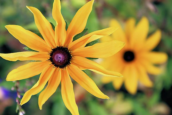 SLPhoto - Dwarf Sunflower
